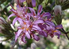 acourtia microcephala